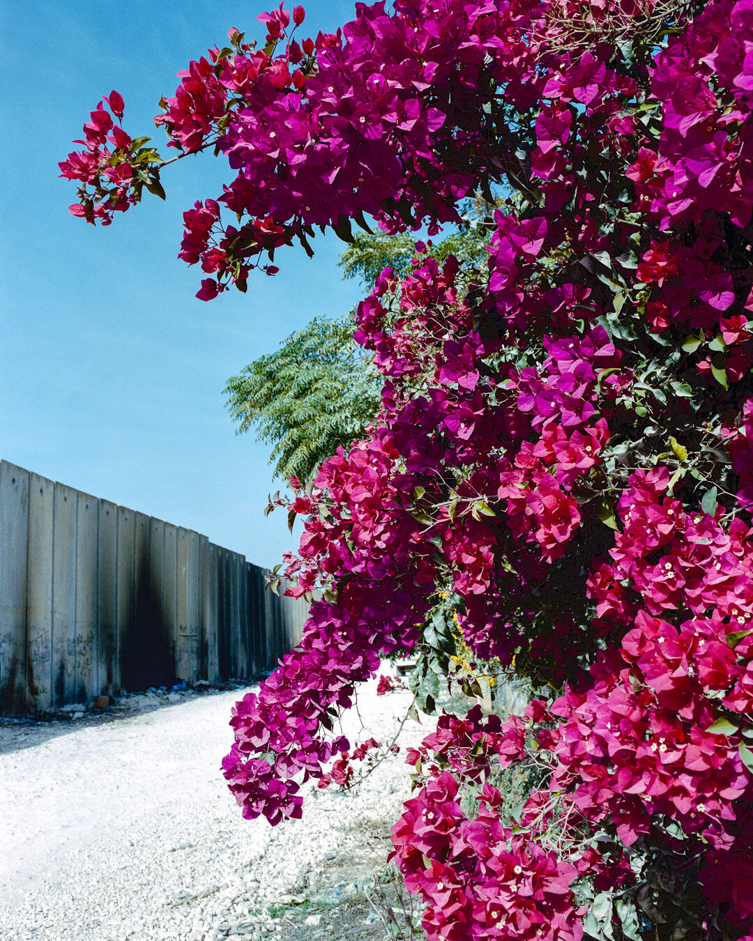 Pink flowering branches beside a concrete wall beneath a blue sky.