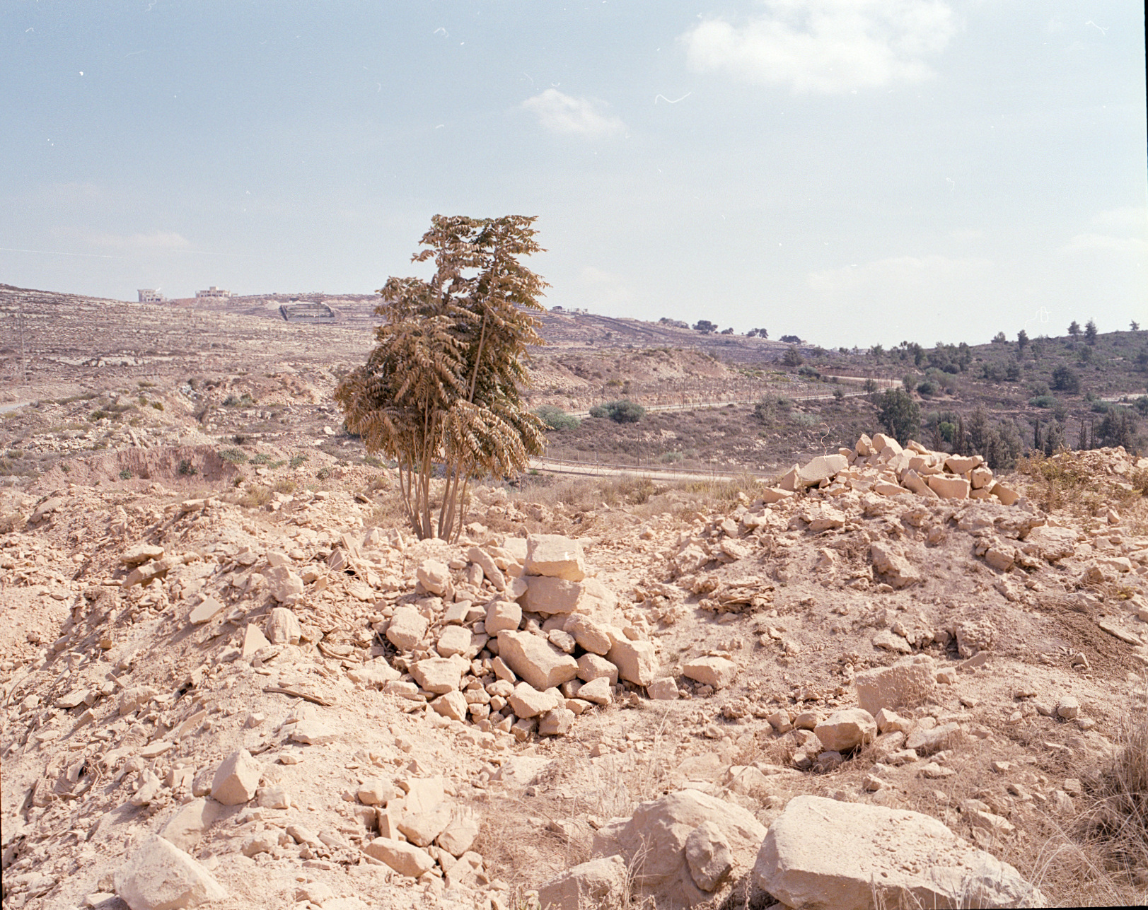 A palm tree amid rubble on a hillside.