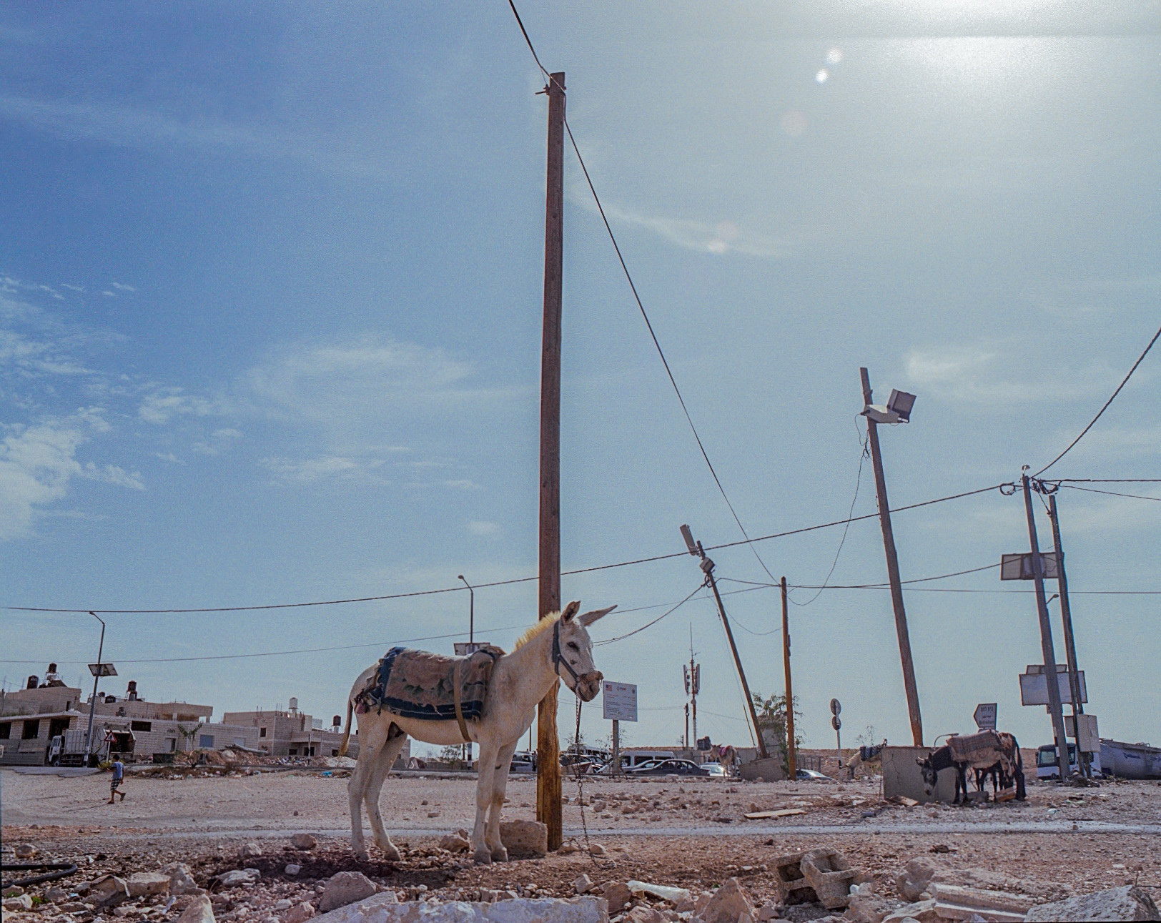 A donkey tethered beside a road and utility poles.