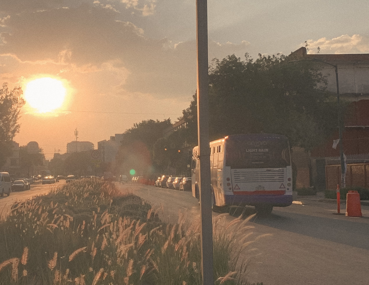 Low sun beside a bus on a roadside lined with tall grasses, Mexico City, 2024.