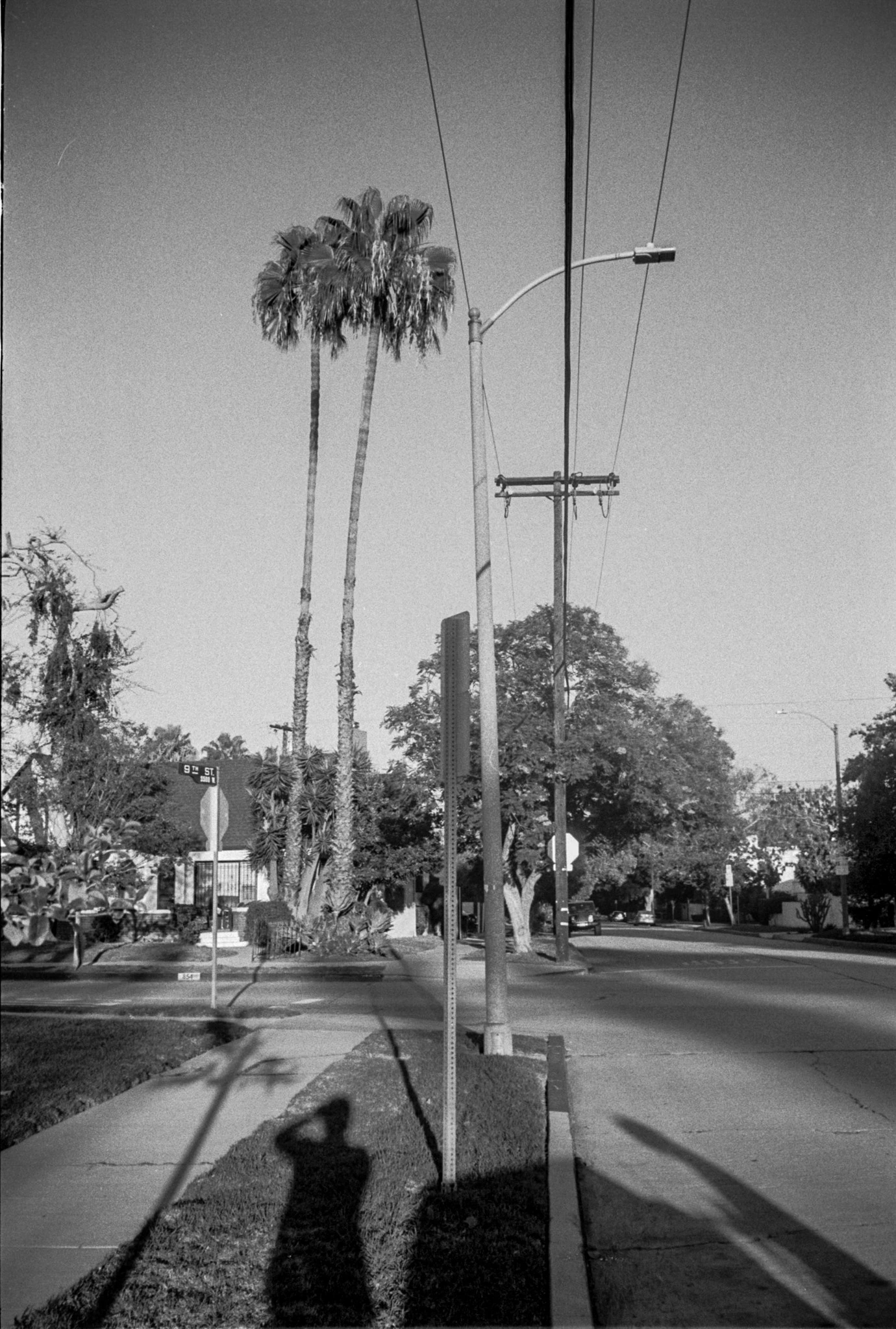 Black-and-white photograph: palm trees lining a city street.