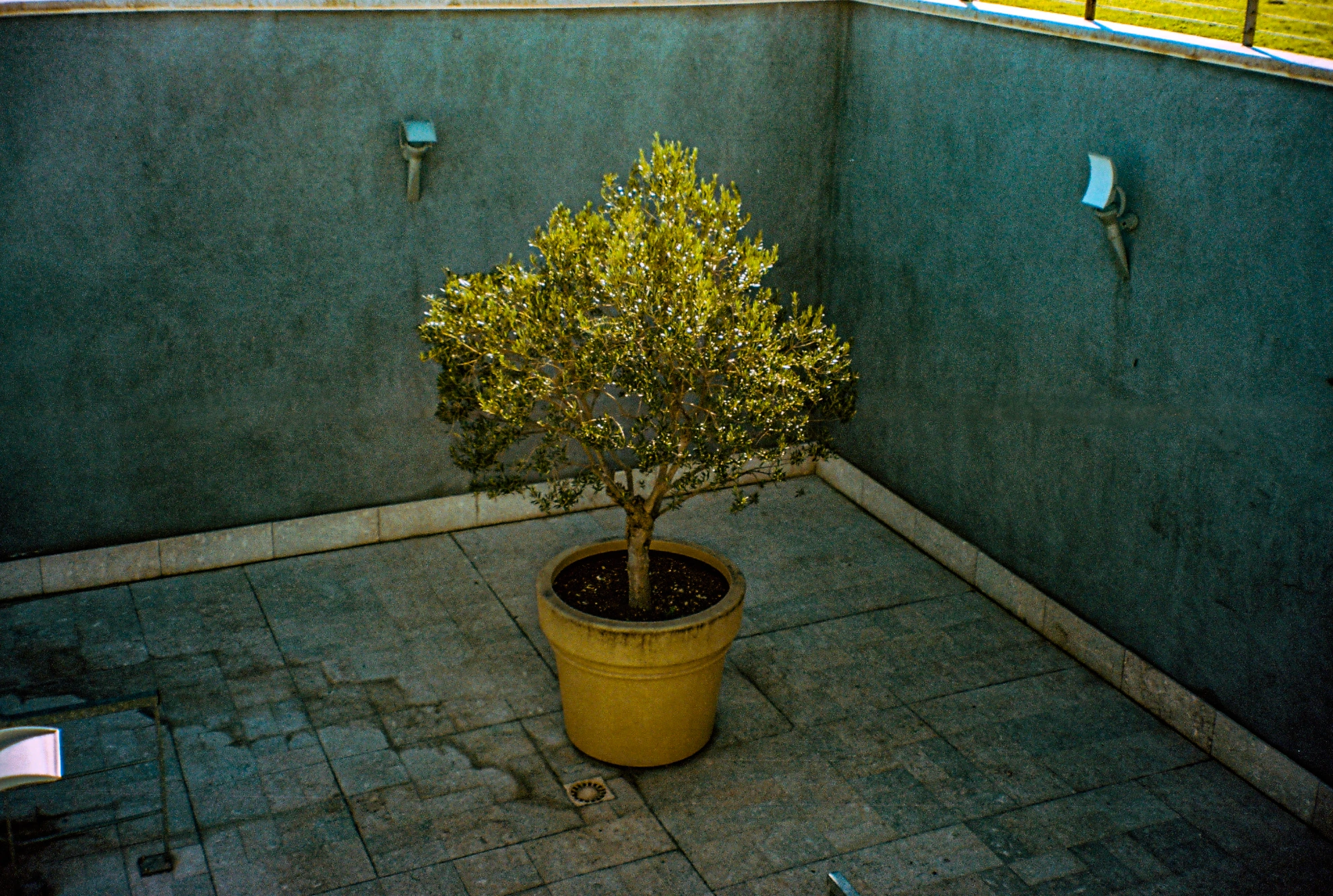 Potted tree in courtyard.