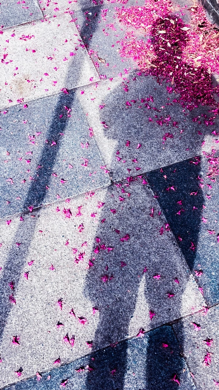Pink petals and pavement shadows.