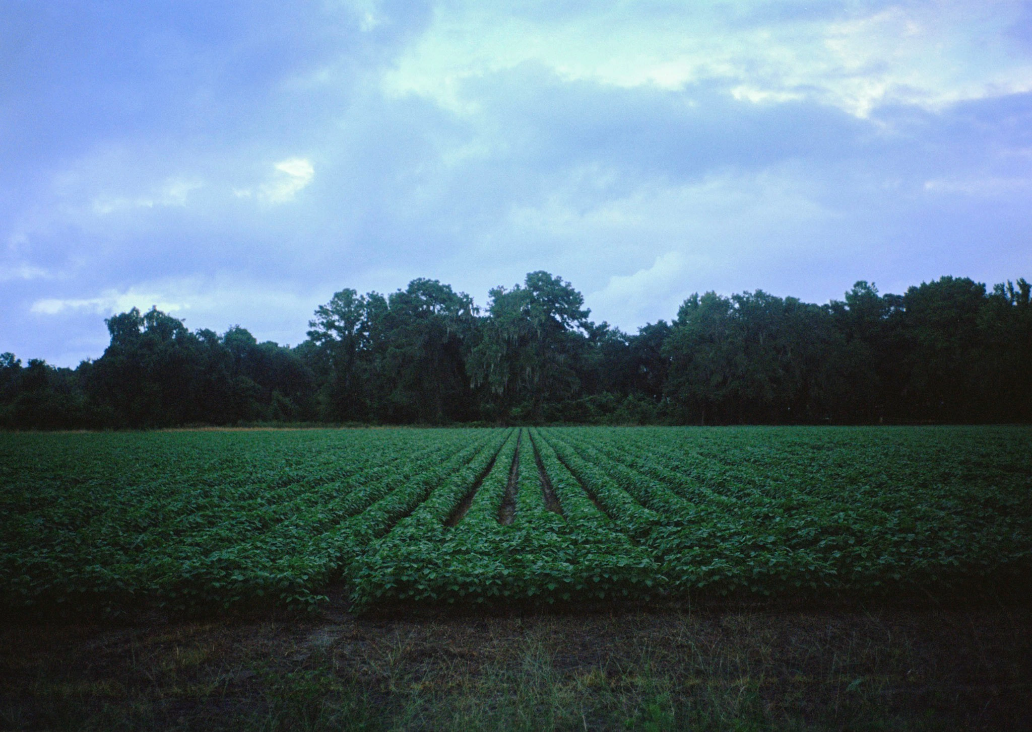 Field rows beneath evening sky.