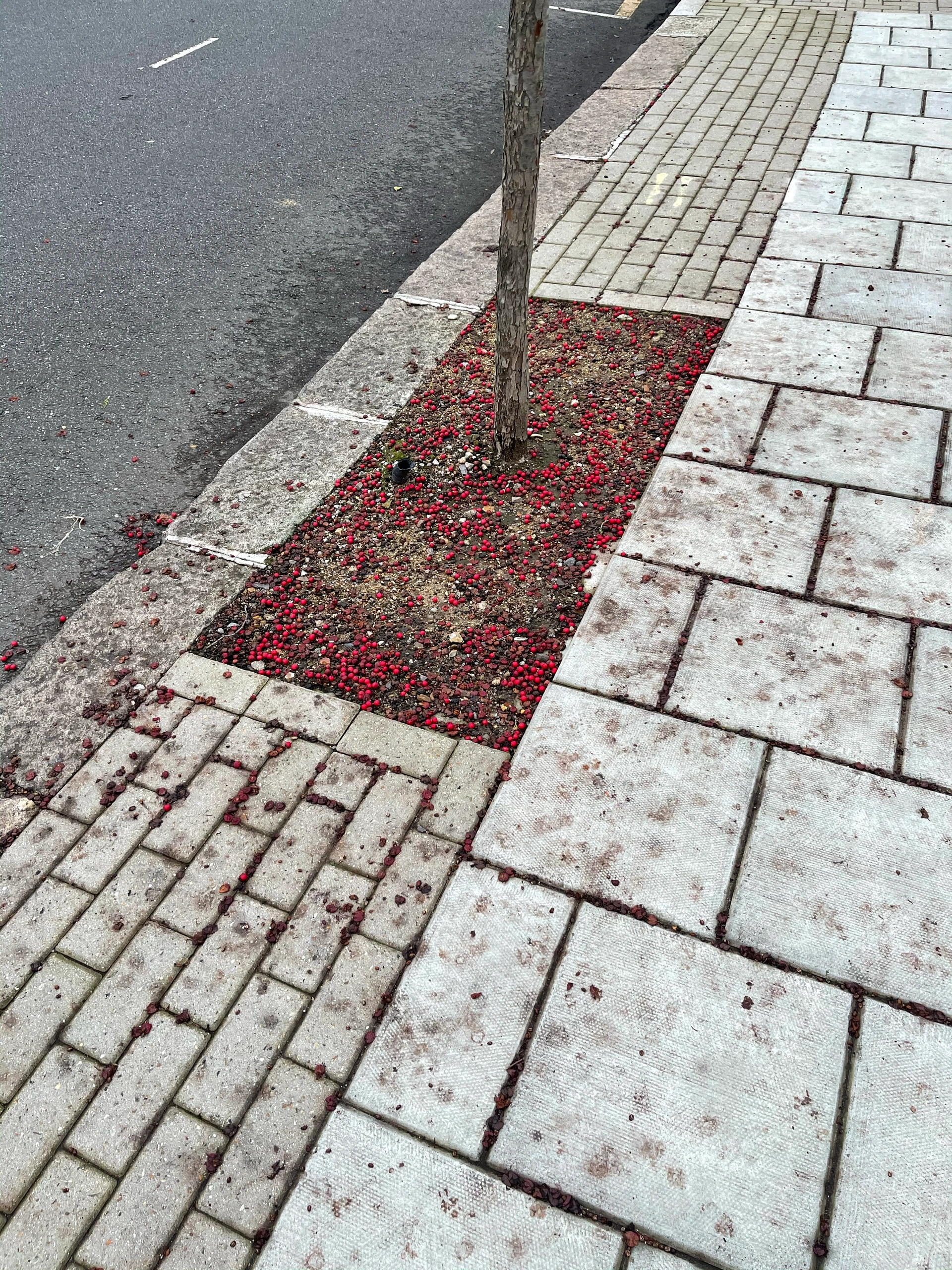 Patterned pavement and brickwork.