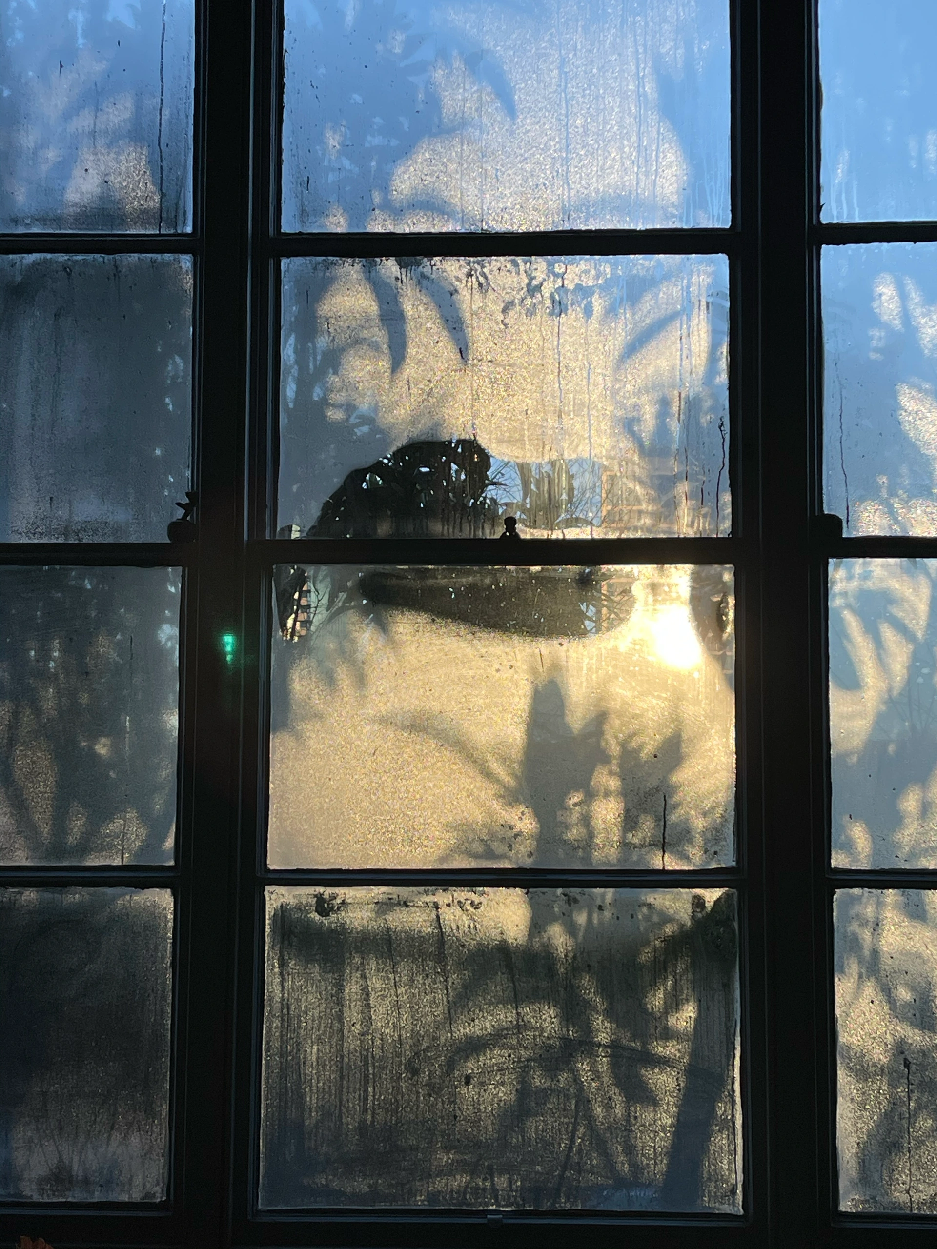 Tree shadows through windowpanes.