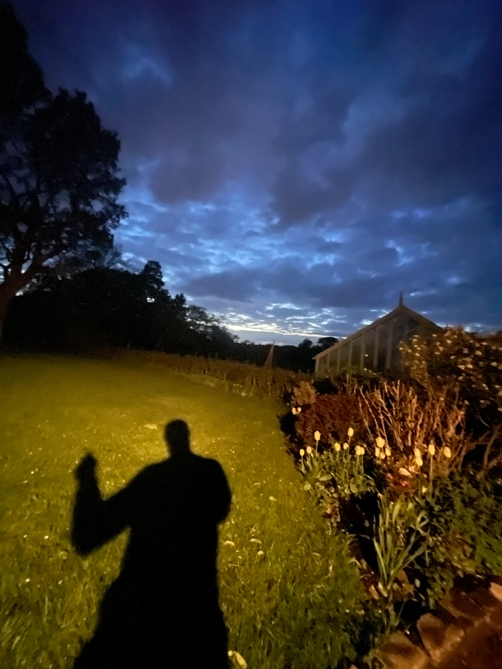 Shadow in garden at dusk.