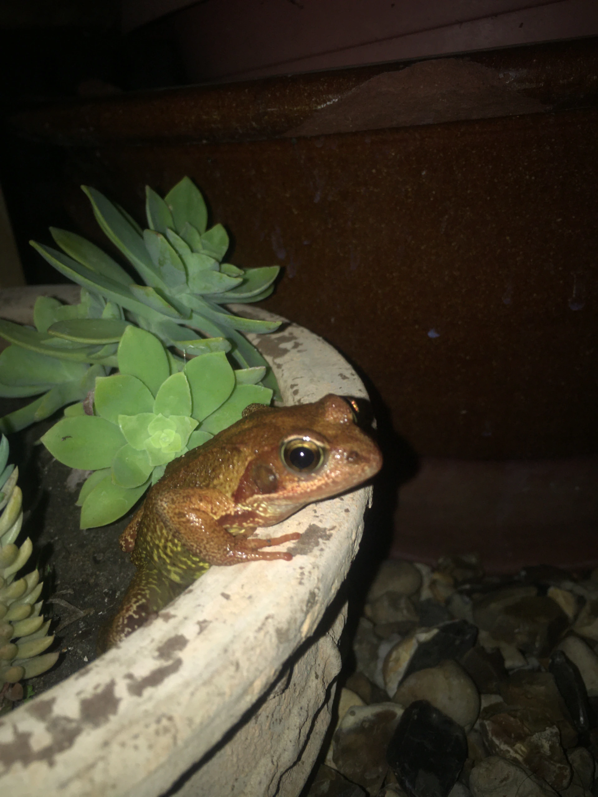Toad ornament beside succulent.