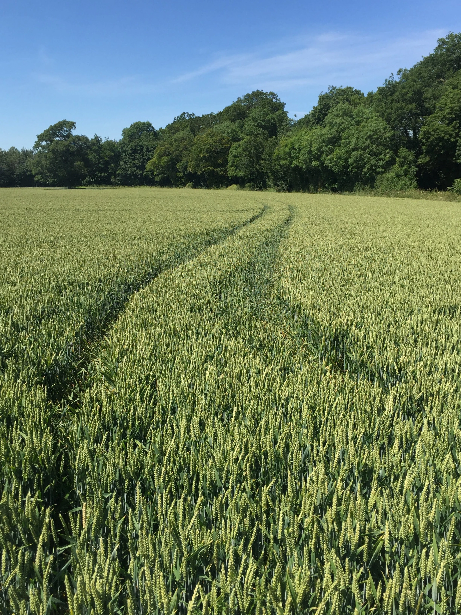 Tracks through green crop field.