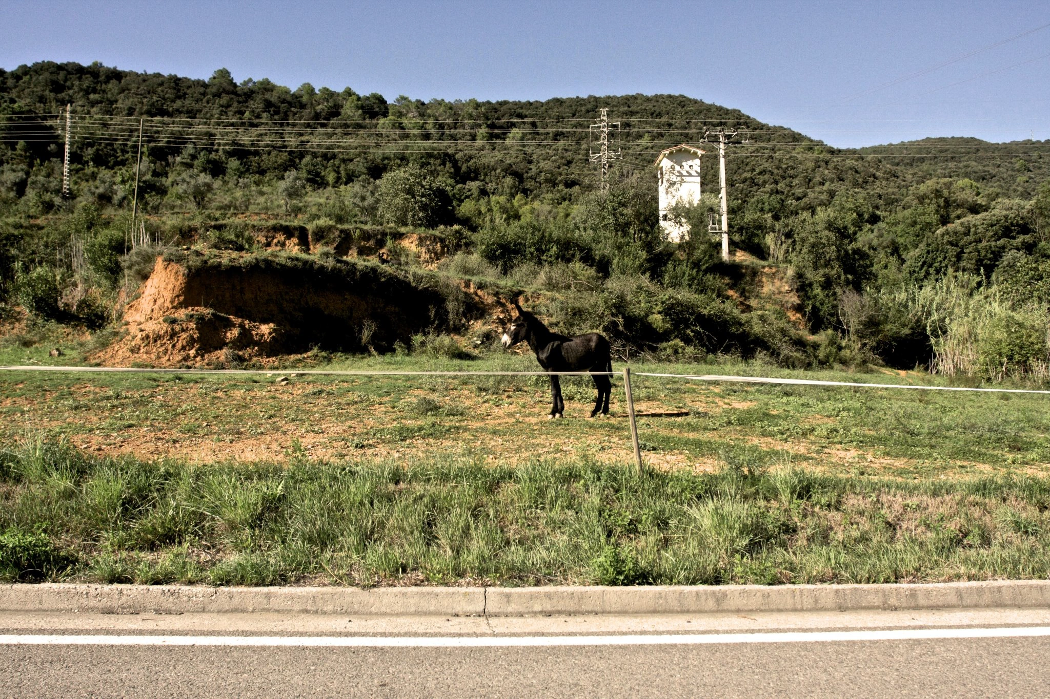 Cow below green hillside.