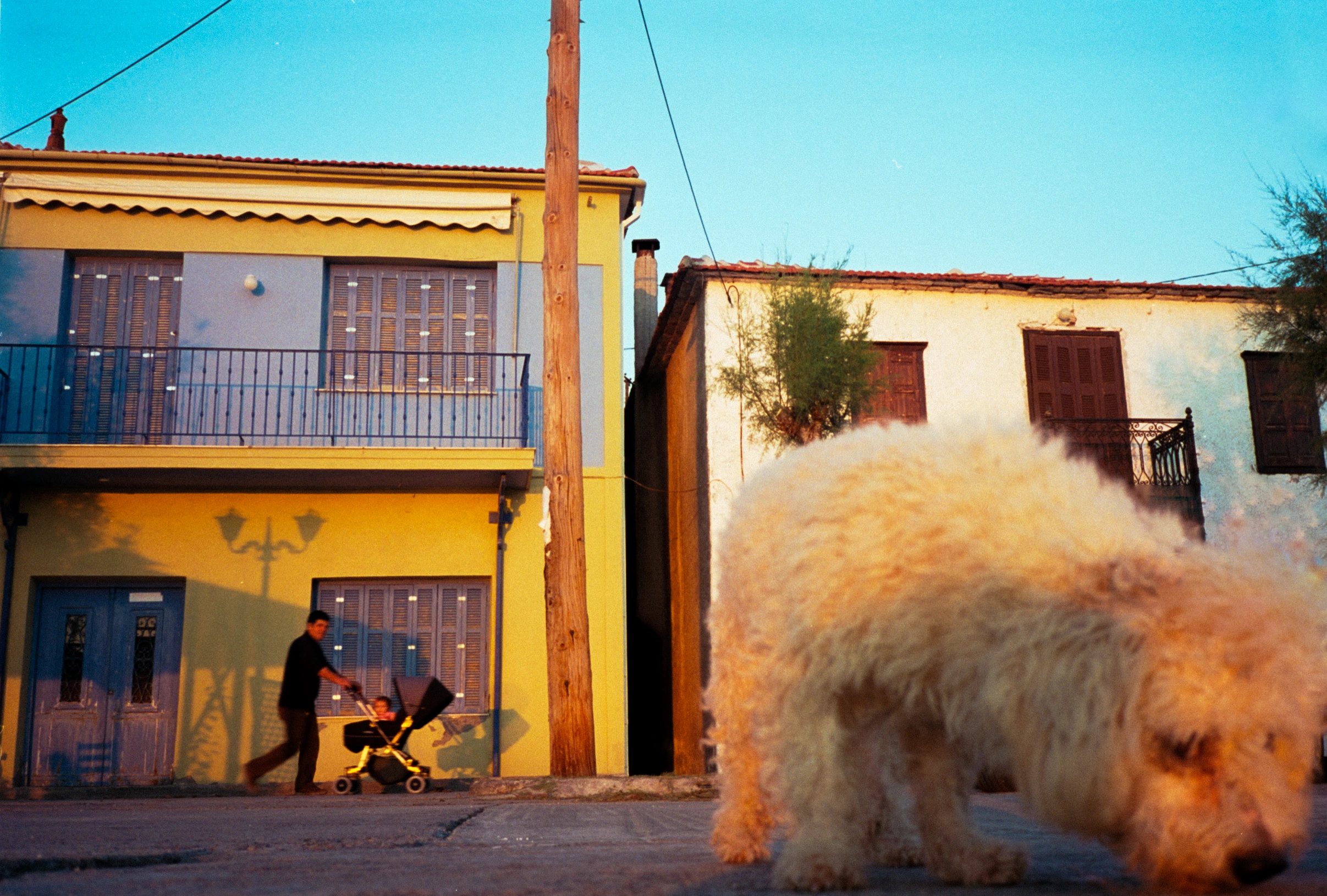 Dog in foreground of colourful street.