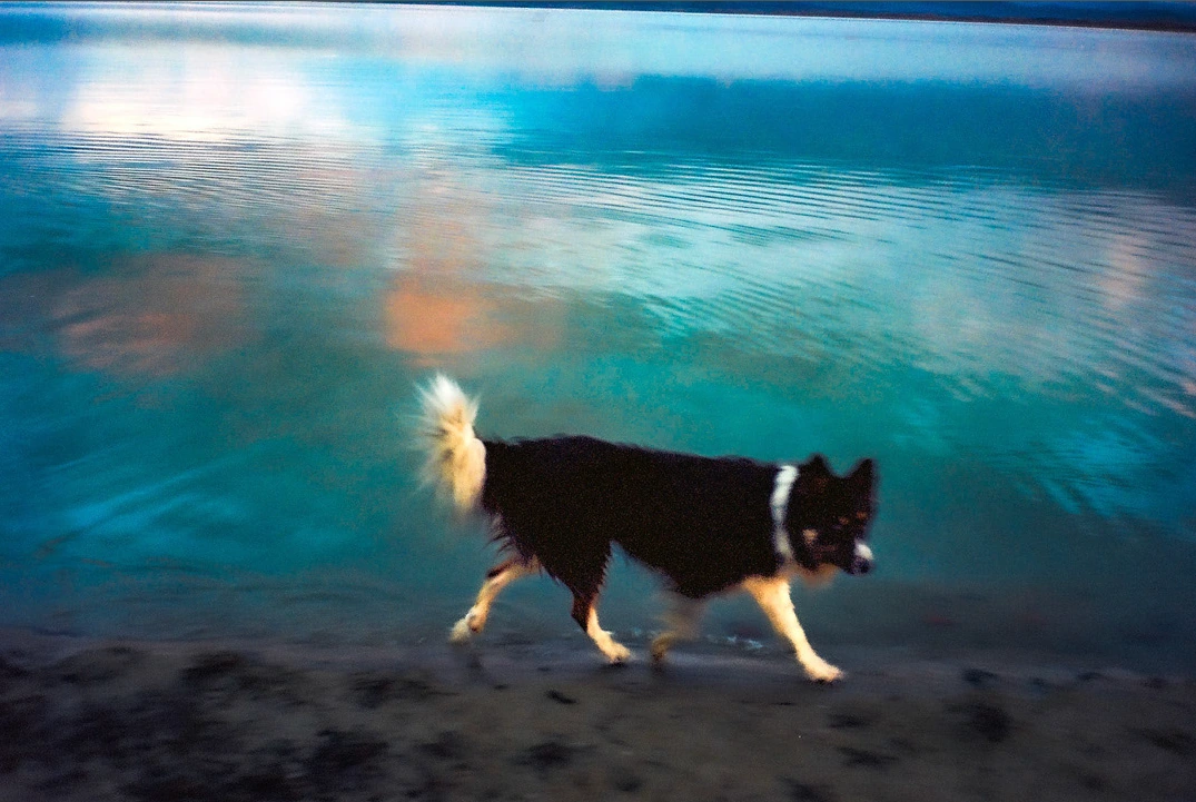 Dog walking beside blue water.
