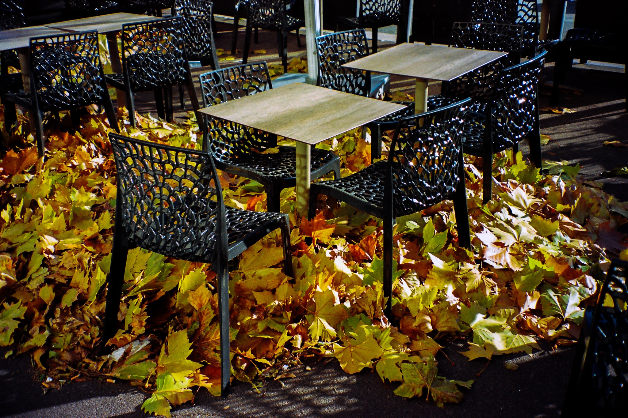 Cafe chairs among fallen leaves.