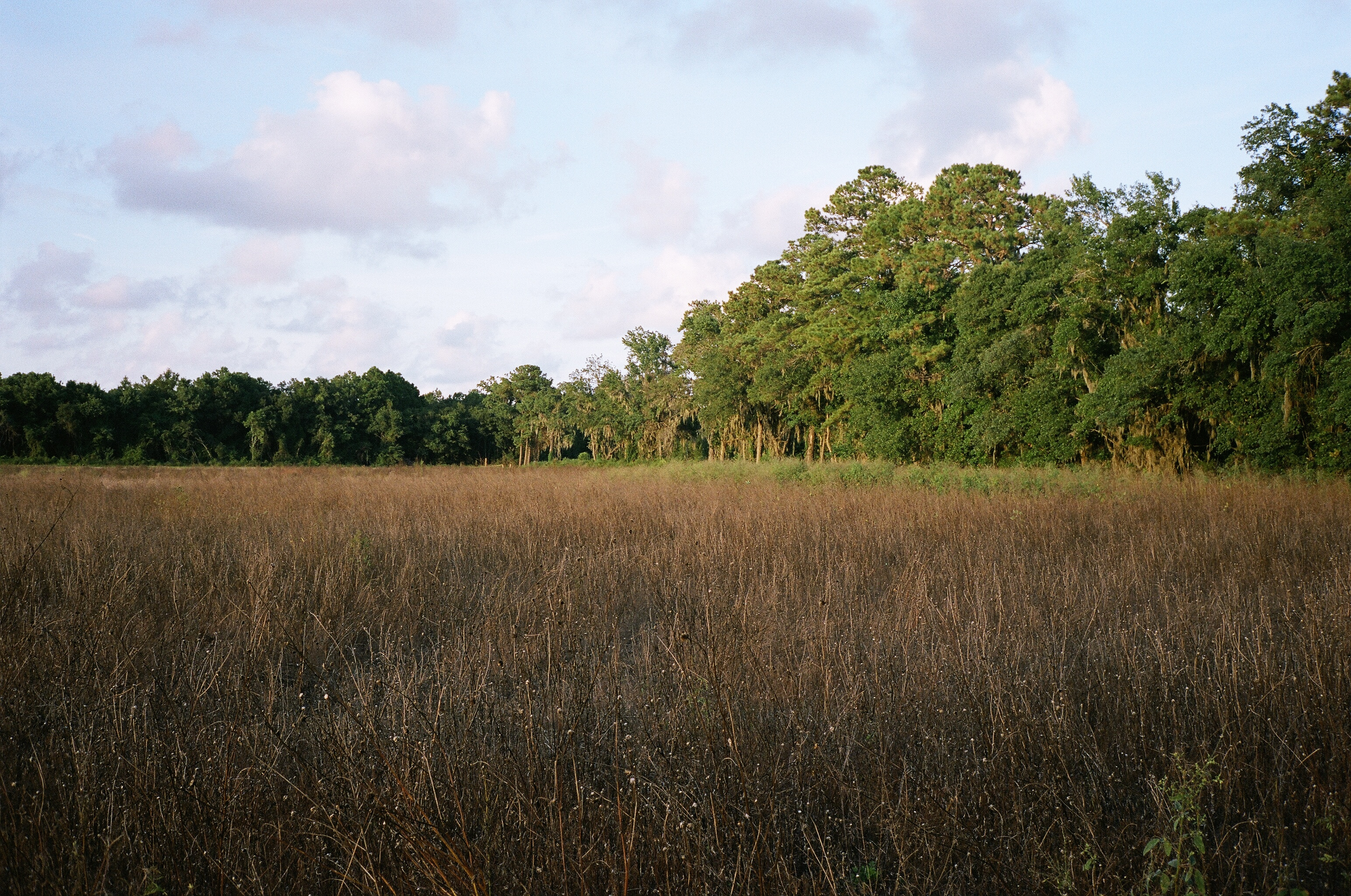 A field of dry grasses beside a sunlit treeline.