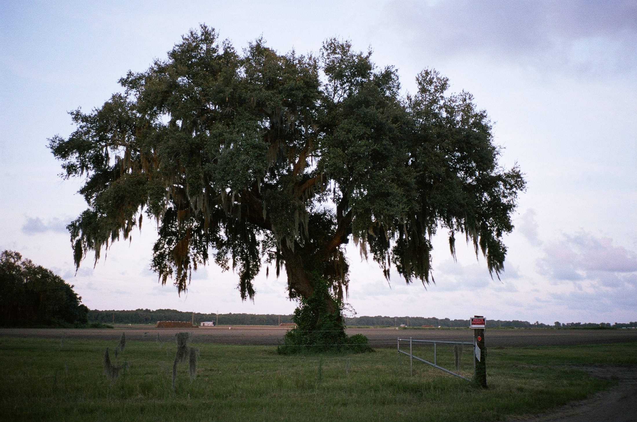 St Helena — oak