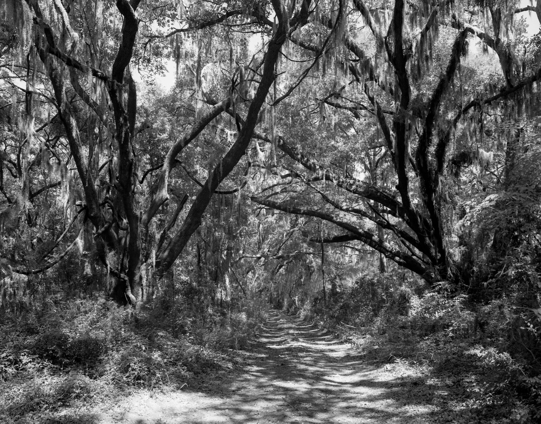 St Helena — woodland