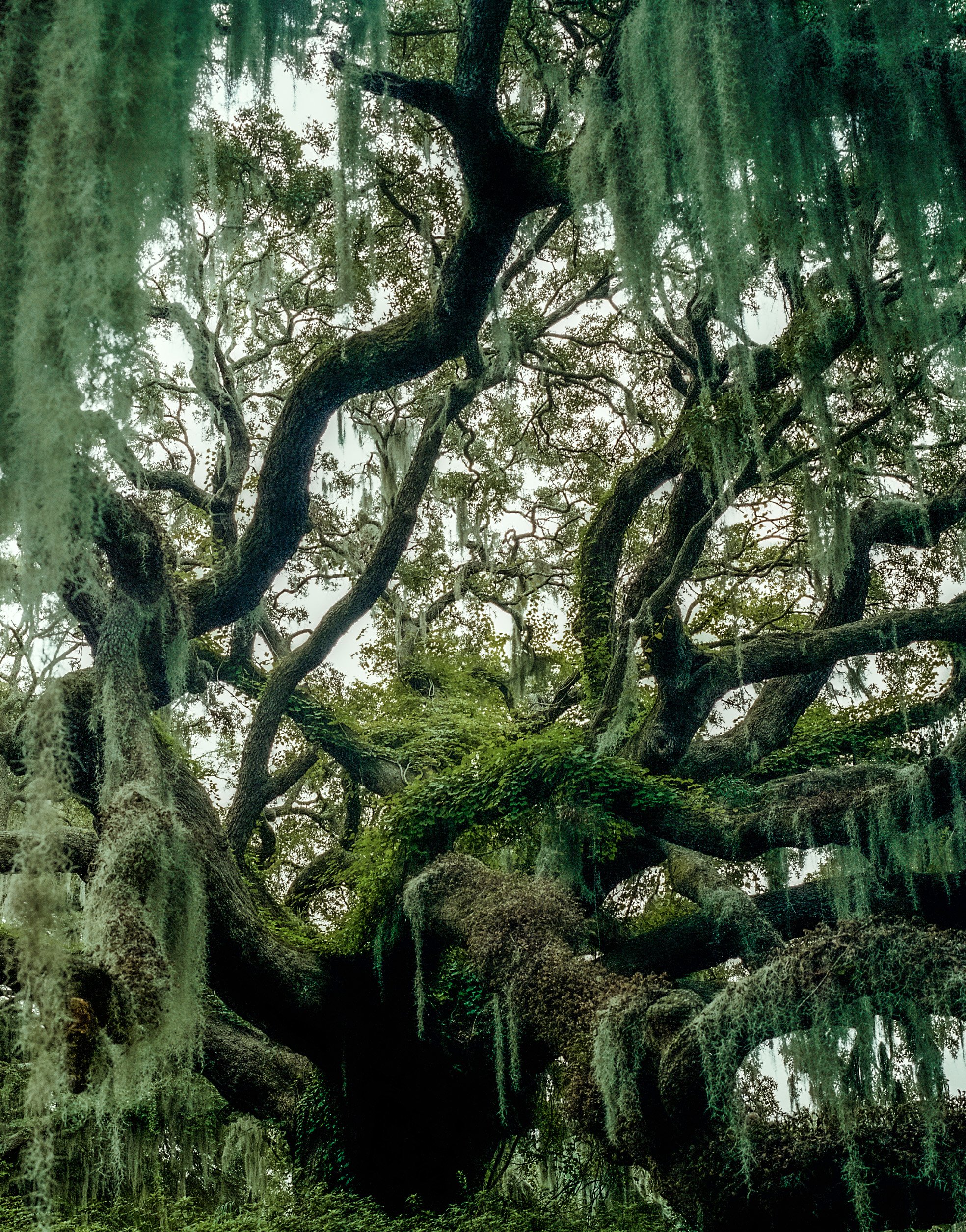 Twisting oak branches draped with hanging moss.