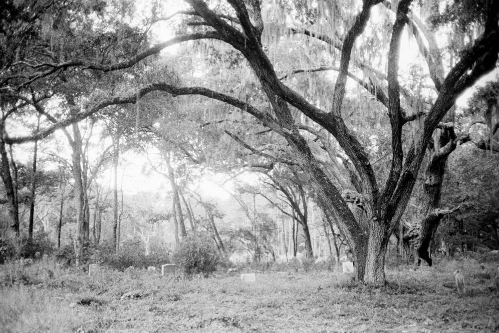 Sunlight filtering through woodland, photographed in black and white.
