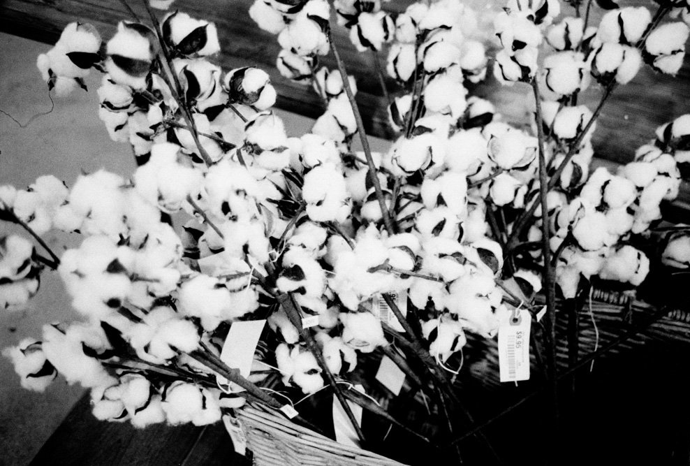 A black-and-white close view of flowers against a dark background.
